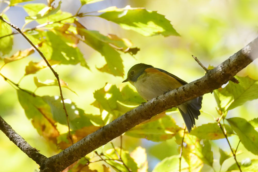 青くなったルリビタキ 雄の二年目?_f0053272_8562874.jpg