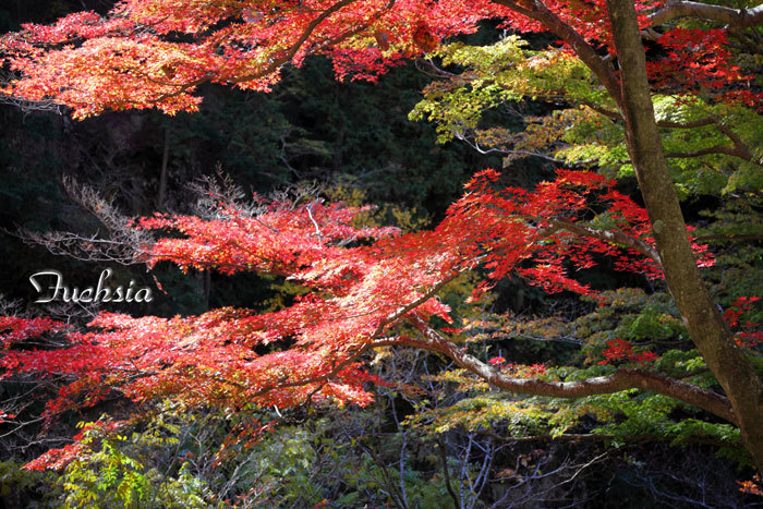 伊奈ヶ湖と昇仙峡～身近な紅葉狩り_f0127273_20042300.jpg