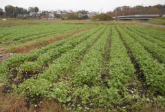 冬の除草作業　　　平成２７年１１月２５日_c0145581_23132015.jpg