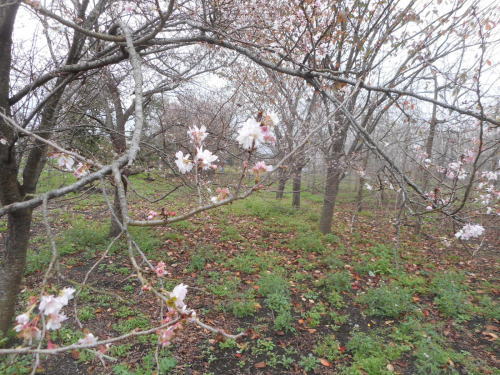 冬の除草作業　　　平成２７年１１月２５日_c0145581_23745.jpg