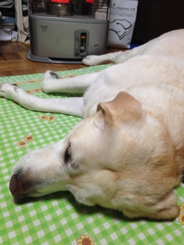 f0315081_21294909.jpeg