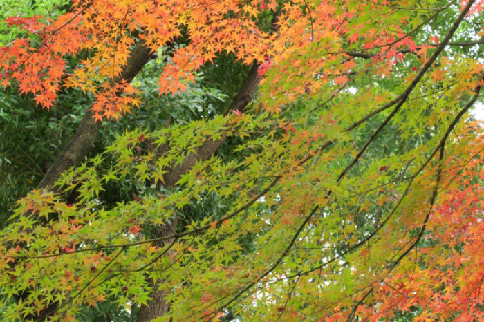 行船公園の紅葉_e0170385_22520500.jpg