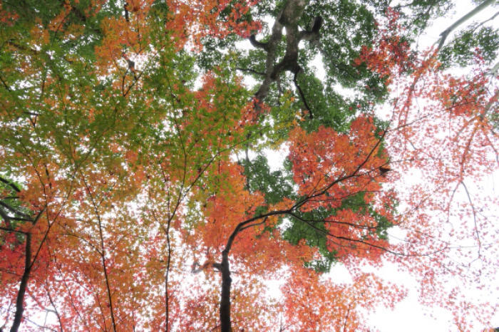 行船公園の紅葉_e0170385_22520510.jpg