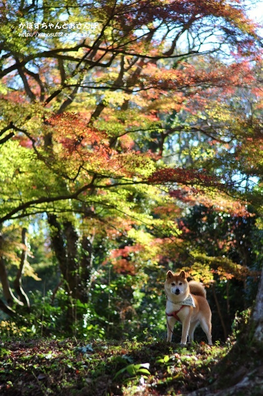 秋の色_a0126590_00572715.jpg