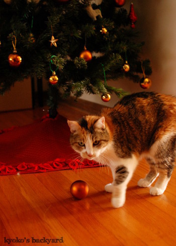 クリスマスツリーを出したら_b0253205_04585014.jpg