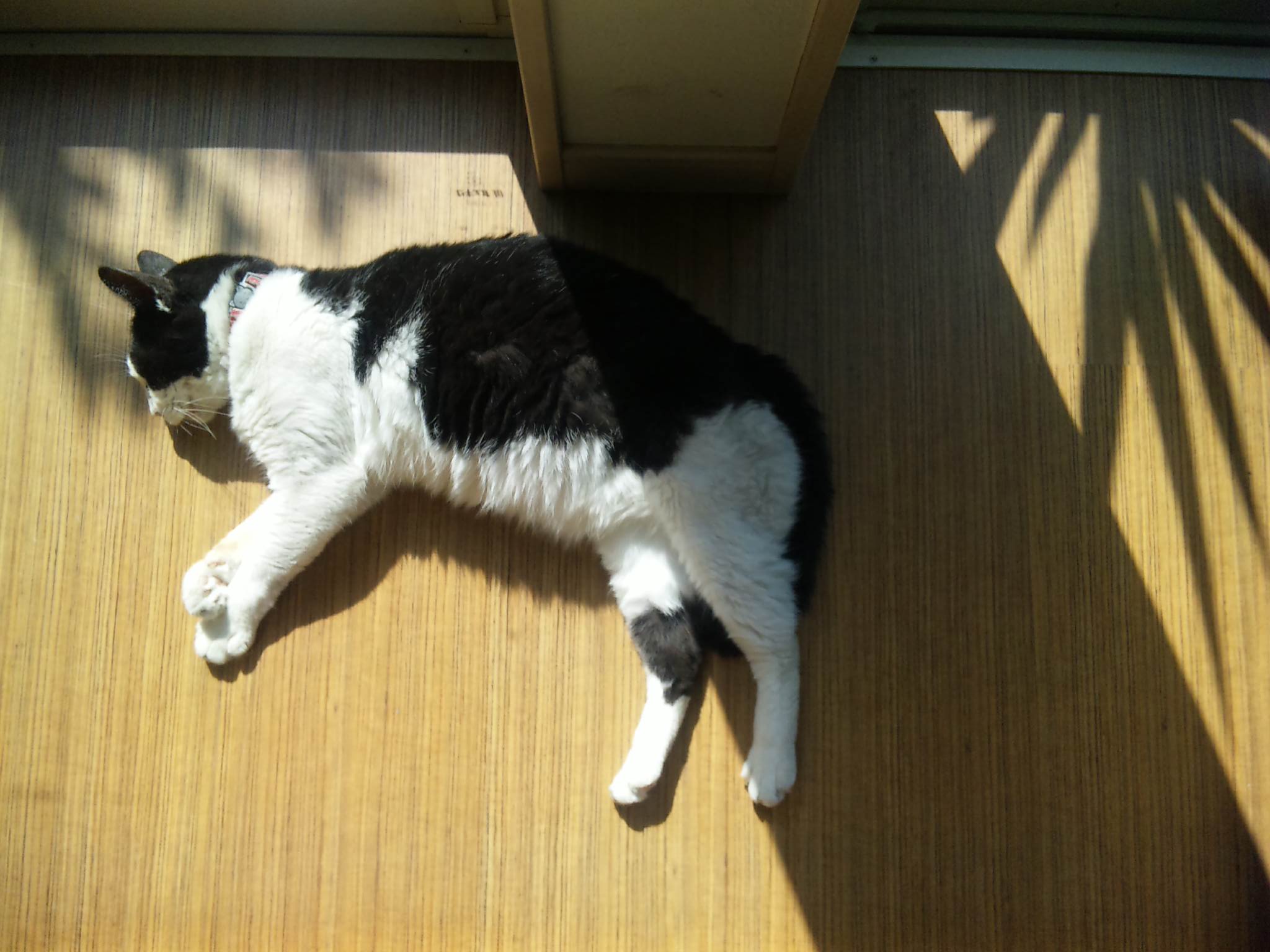 日向ぼこ