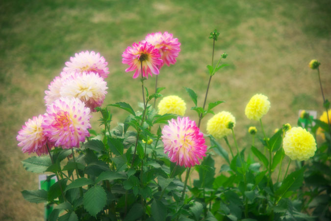 長野県中野市　一本木公園のダリア_a0263109_20395875.jpg