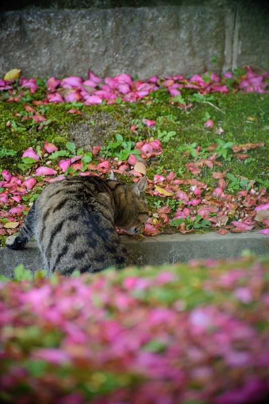 2015京都の紅葉・御所　其の三_f0032011_19381557.jpg