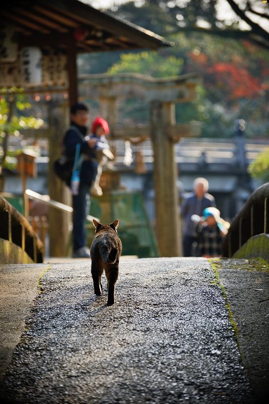 2015京都の紅葉・御所　其の三_f0032011_1938581.jpg