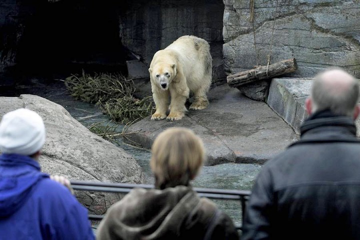 デンマーク・コペンハーゲン動物園で男がホッキョクグマ展示場に侵入 ~ 警告発砲を受けたボリスは無事_a0151913_046165.jpg