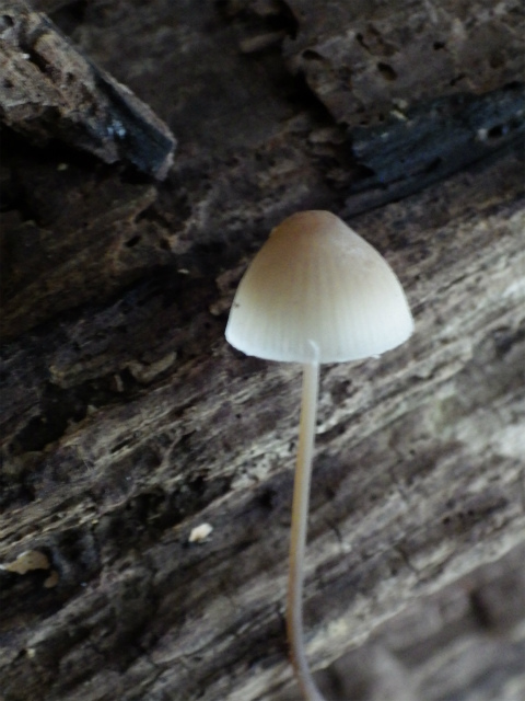 e0352220_08415538.jpg