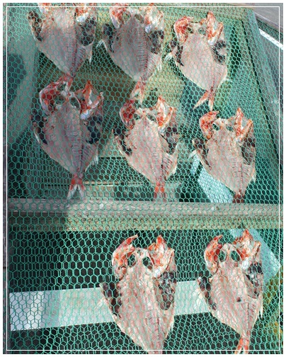 下田の干物_c0141025_18572756.jpg