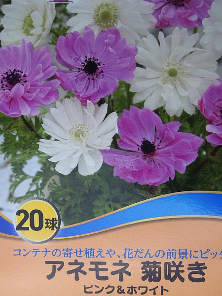 15年12月6日 またもや球根植え 今日の風に吹かれましょう 15年12月6日 またもや球根植え 今日の風に吹かれましょう