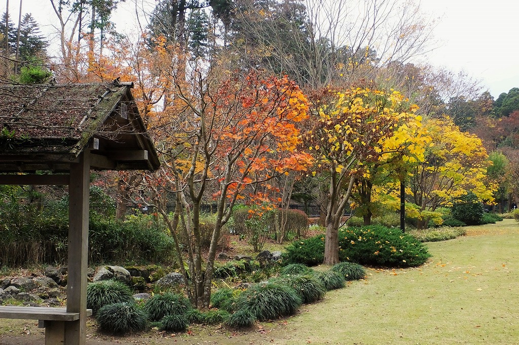 水戸、偕楽園公園もみじ谷の紅葉１_b0236251_11561296.jpg