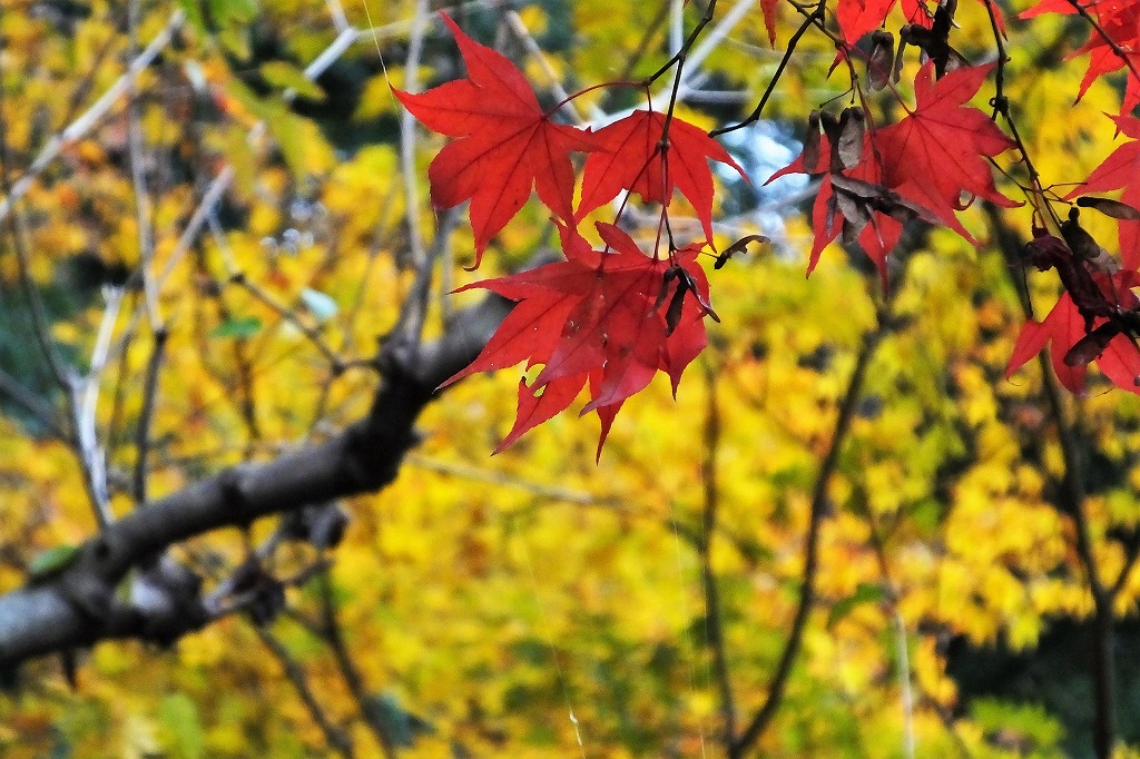 水戸、偕楽園公園もみじ谷の紅葉１_b0236251_1157785.jpg