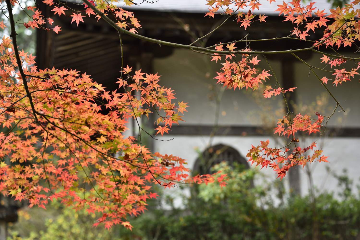 紅葉 XII　　　　　　　　　京都府_d0286954_06462908.jpg