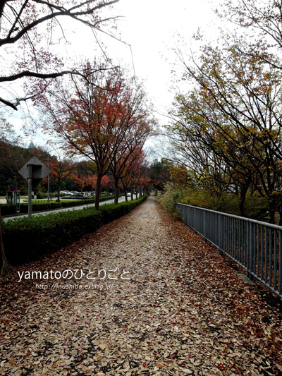 柴犬、落ち葉の絨毯を歩く。【動画あり】 - yamatoのひとりごと