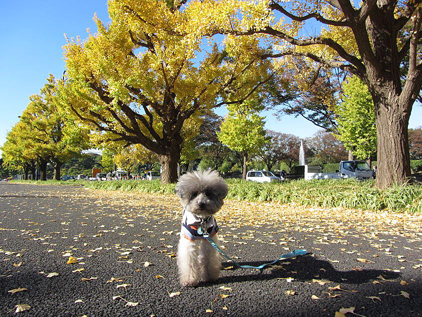 東京の紅葉(丸の内）_e0129656_23153219.jpg