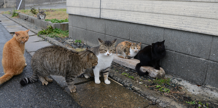 福岡の猫島・相島の猫写真アップ!_e0171573_2271238.jpg