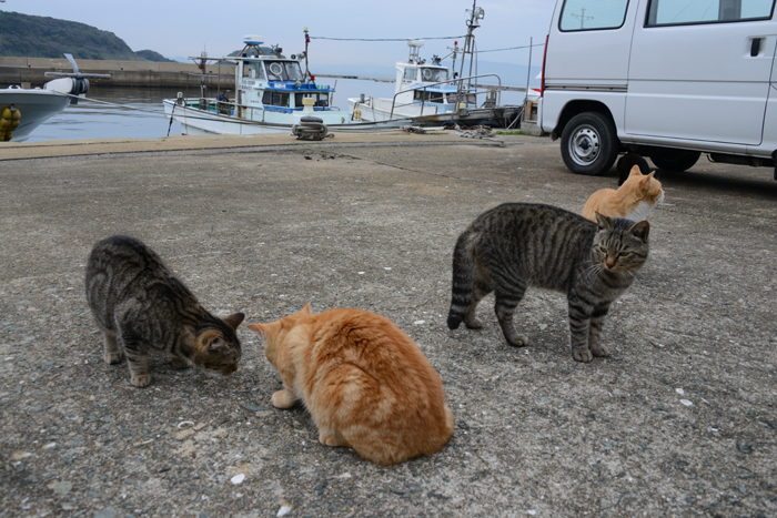 福岡の猫島・相島の猫写真アップ！_e0171573_2271861.jpg