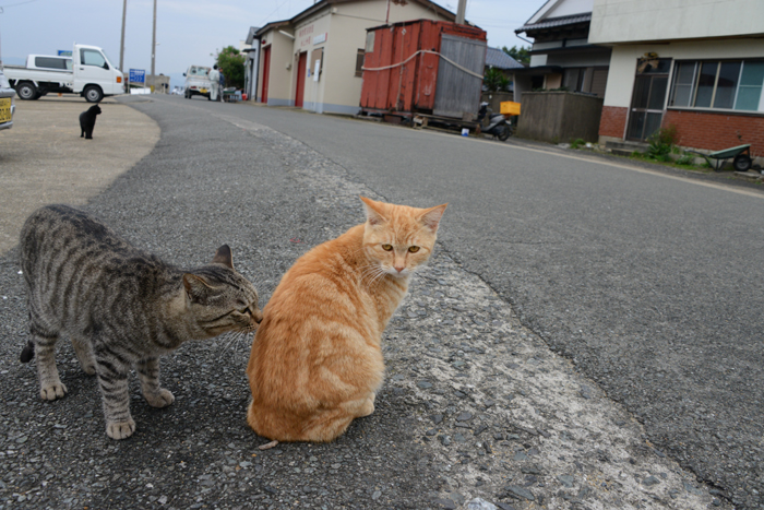 福岡の猫島・相島の猫写真アップ！_e0171573_2272337.jpg