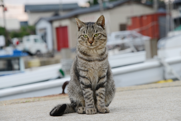 福岡の猫島・相島の猫写真アップ！_e0171573_2273285.jpg