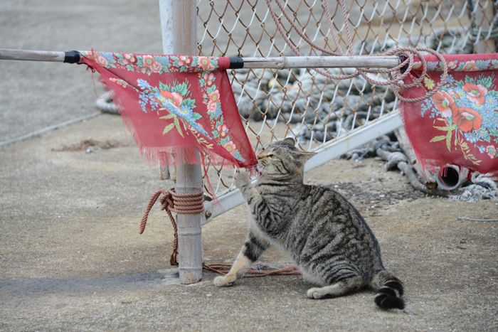 福岡の猫島・相島の猫写真アップ!_e0171573_2275773.jpg