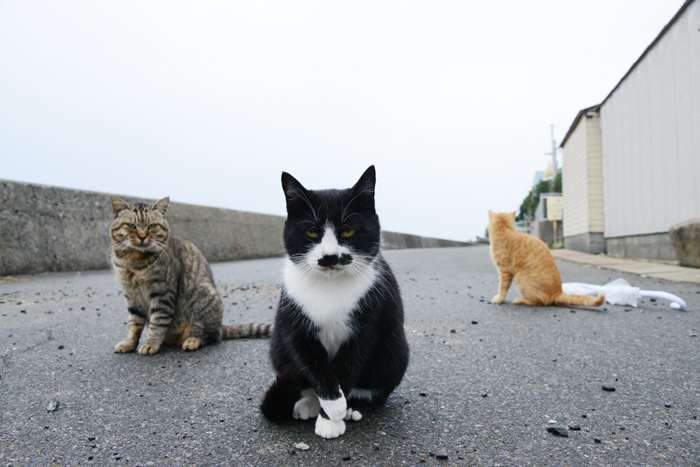 福岡の猫島・相島の猫写真アップ！_e0171573_22813100.jpg