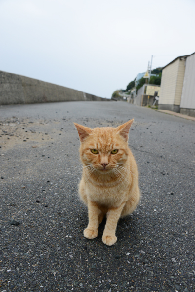福岡の猫島・相島の猫写真アップ!_e0171573_2282022.jpg