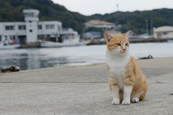 福岡の猫島・相島の猫写真アップ!_e0171573_228252.jpg
