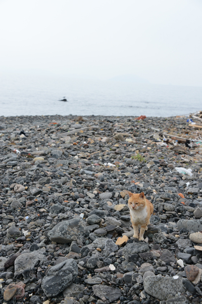 福岡の猫島・相島の猫写真アップ!_e0171573_2282963.jpg