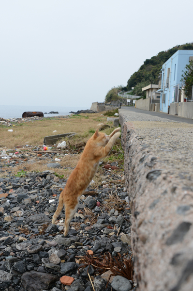 福岡の猫島・相島の猫写真アップ!_e0171573_2283625.jpg