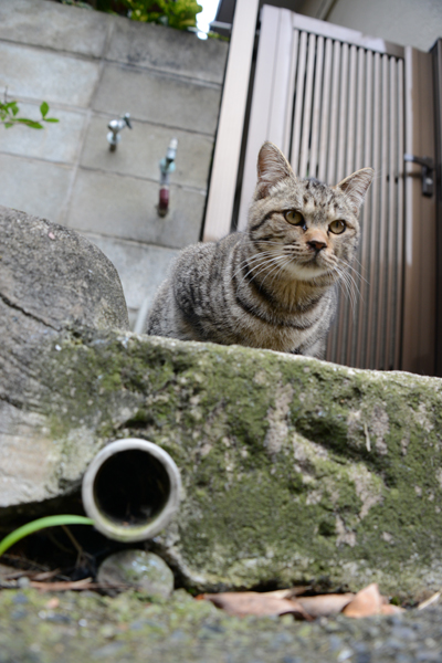 福岡の猫島・相島の猫写真アップ！_e0171573_2285767.jpg
