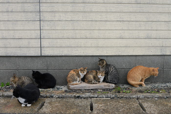 福岡の猫島・相島の猫写真アップ！_e0171573_229273.jpg