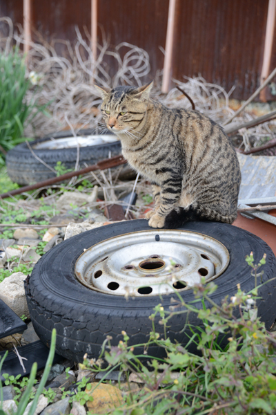福岡の猫島・相島の猫写真アップ!_e0171573_2293458.jpg