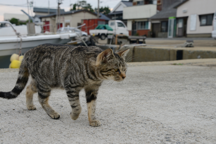 福岡の猫島・相島の猫写真アップ！_e0171573_229514.jpg