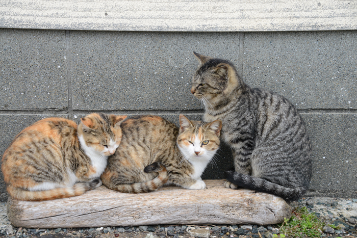 福岡の猫島・相島の猫写真アップ！_e0171573_22985.jpg