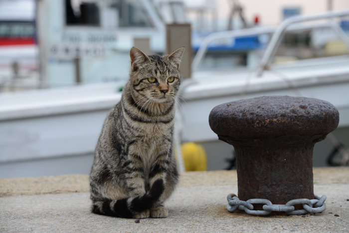 福岡の猫島・相島の猫写真アップ!_e0171573_230045.jpg
