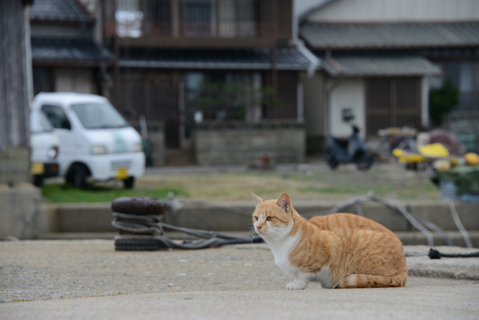 福岡の猫島・相島の猫写真アップ！_e0171573_2301272.jpg