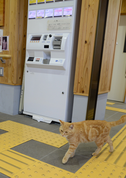 福岡の猫島・相島の猫写真アップ!_e0171573_230187.jpg