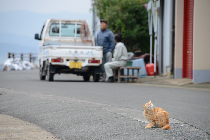 福岡の猫島・相島の猫写真アップ！_e0171573_230241.jpg