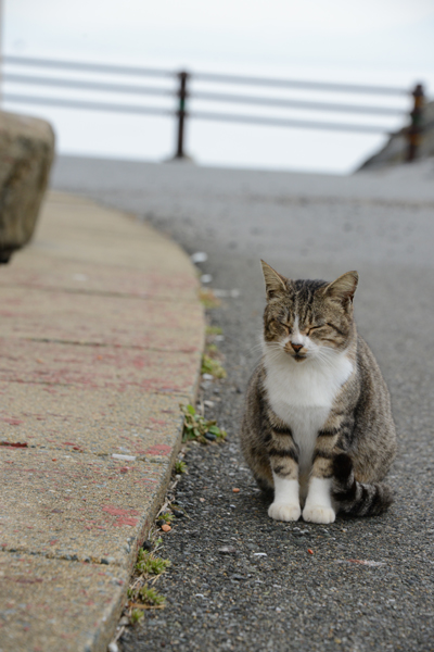 福岡の猫島・相島の猫写真アップ！_e0171573_23036100.jpg