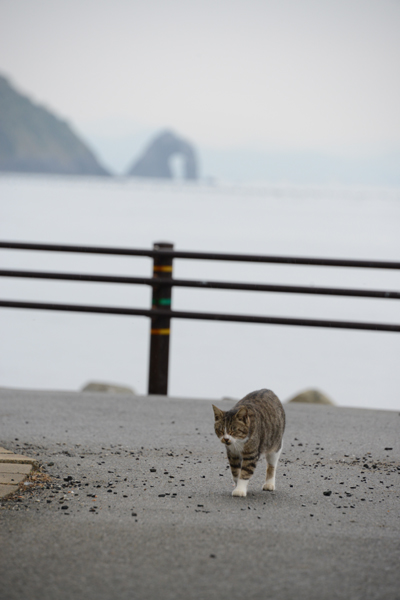 福岡の猫島・相島の猫写真アップ!_e0171573_2304383.jpg