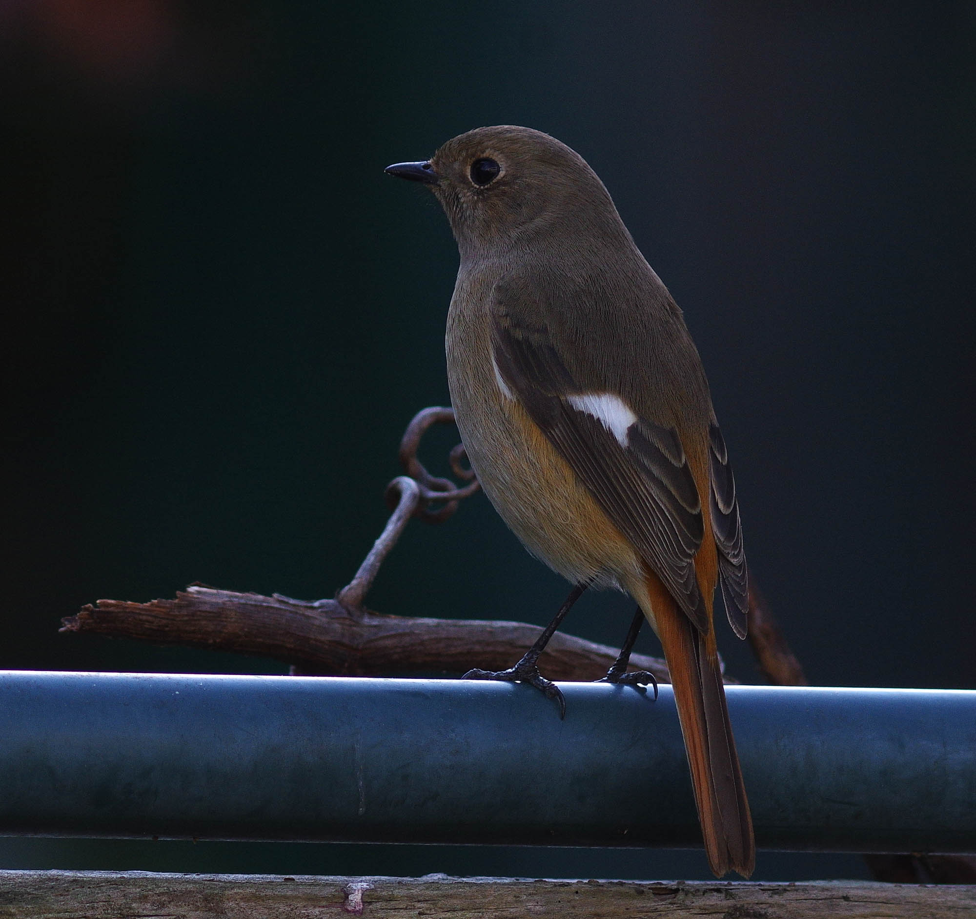 ２０１５年１２月　野鳥_c0176183_8402025.jpg