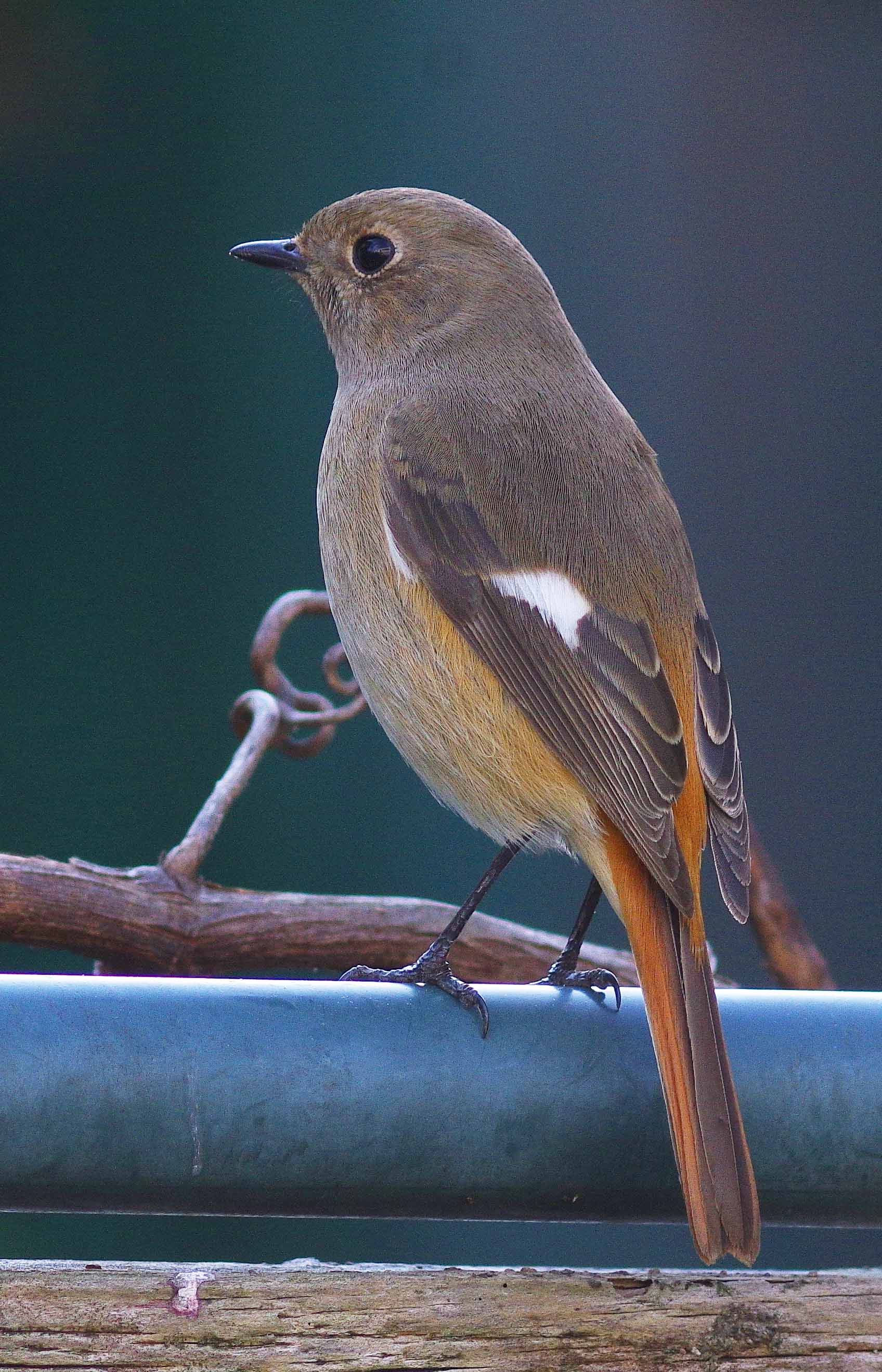 ２０１５年１２月　野鳥_c0176183_840329.jpg