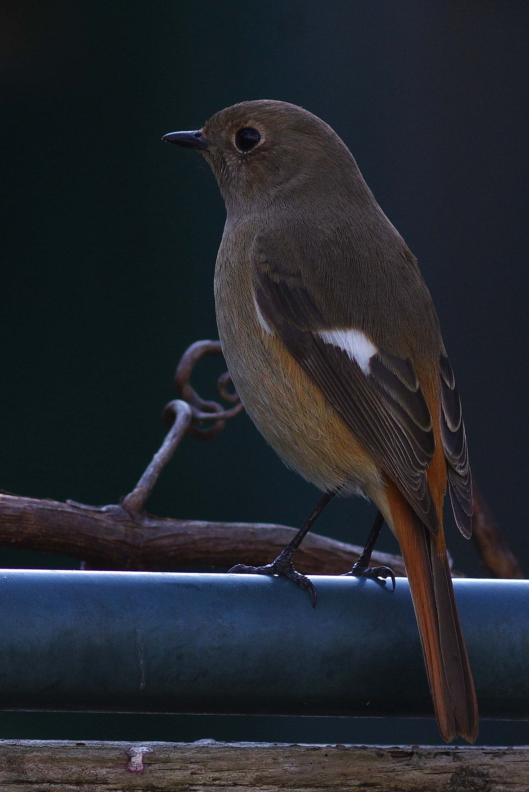 ２０１５年１２月　野鳥_c0176183_99812.jpg