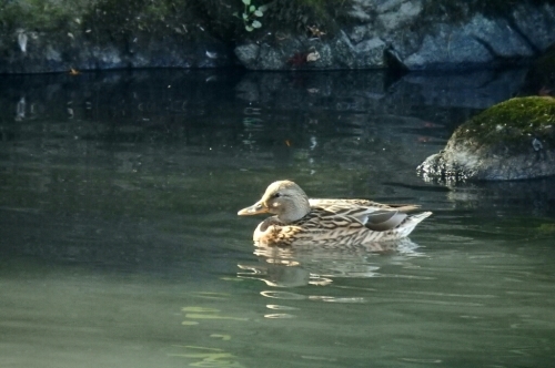 2015年12月2日撮影(ﾏｶﾞﾓ♂♀他)_e0357387_00042080.jpg