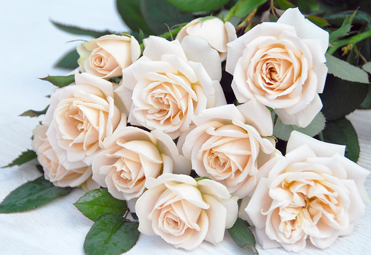 バラ(薔薇)(ベージュ) : 乙女座宮