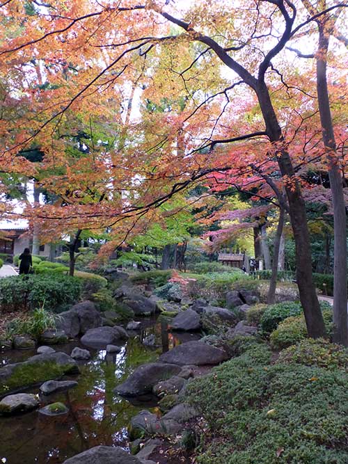  大田黒公園紅葉下見その3_d0128697_1565745.jpg