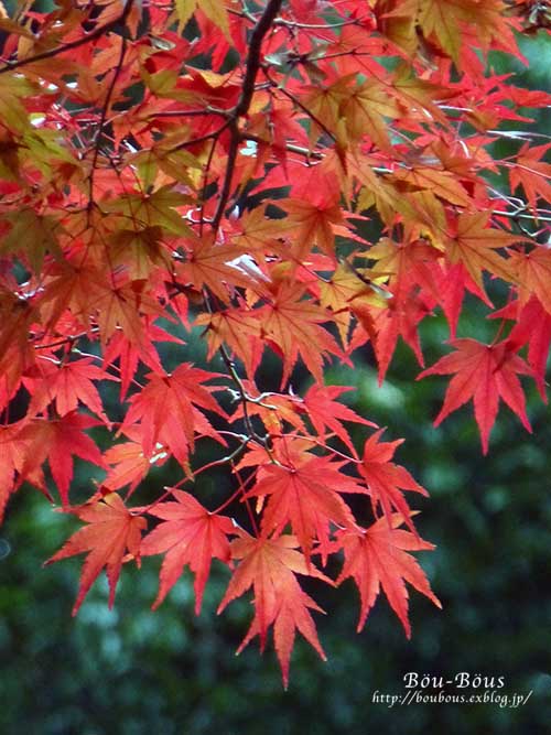  大田黒公園紅葉下見その3_d0128697_233444.jpg